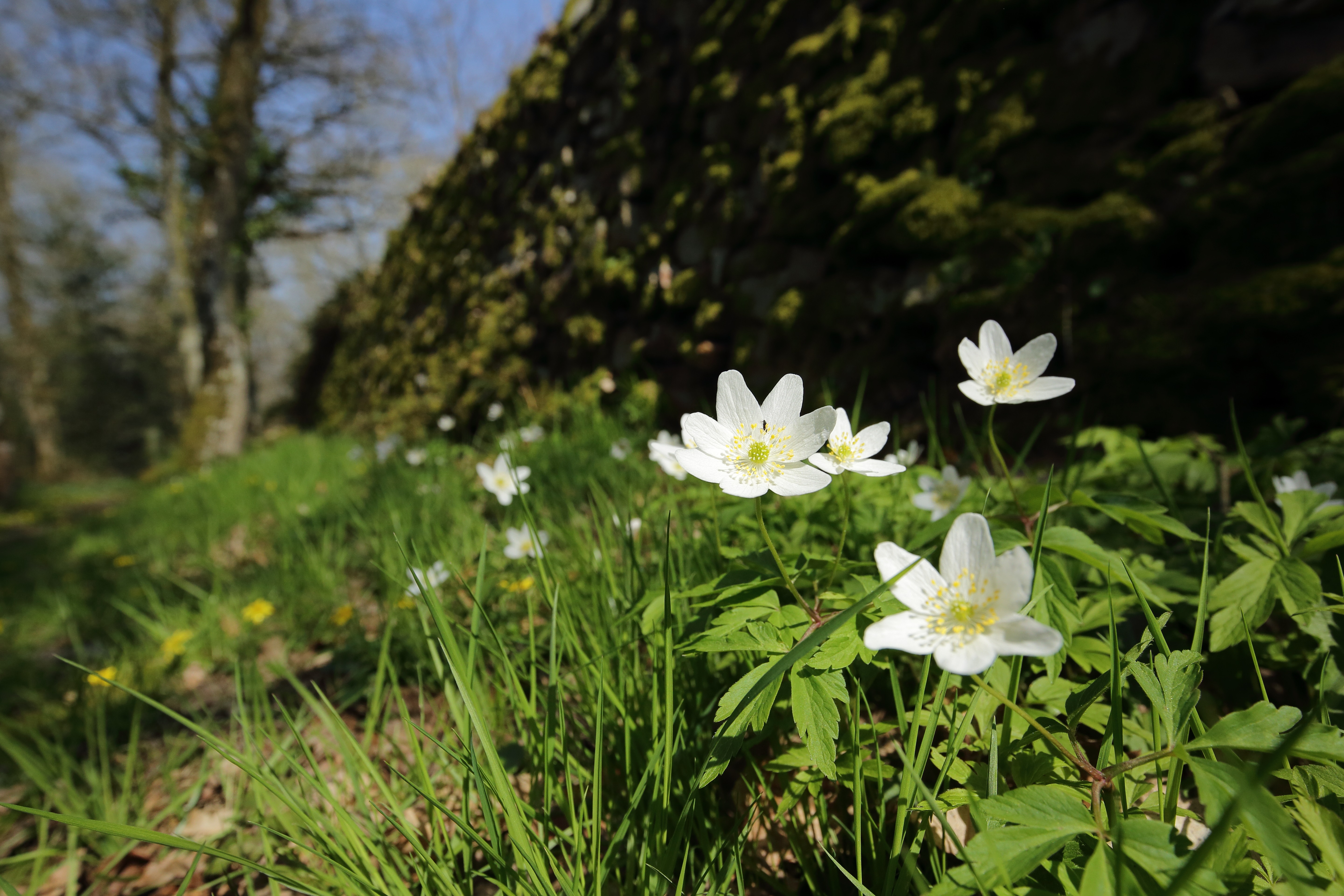 Espaces naturels sensibles 