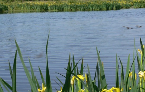 Marais du Grand Hazé ©CD61