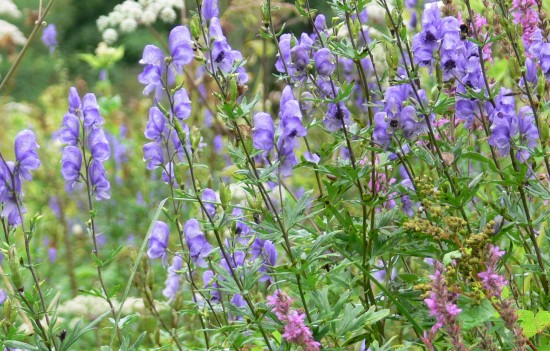 L’Orne, “paradis vert” à (re)découvrir : Sept sorties nature en mai