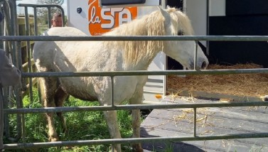 Trois chevaux du Marais du Grand Hazé © JM GAUDIN