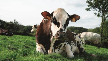 C’est Oreillette qui conduit la « Ferme Orne » au Salon international de l’agriculture. ©SIA24 - P. Parchet