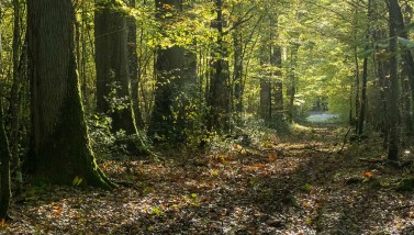 forêt de Bourse ©D.Commenchal-CD61