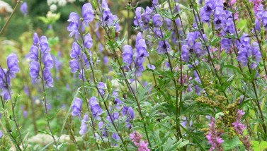 L’Orne, “paradis vert” à (re)découvrir : Sept sorties nature en mai