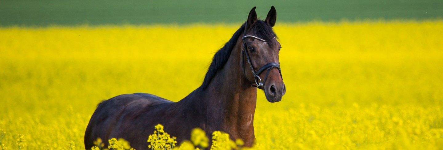 cheval dans un champs ©skeeze de Pixabay cheval dans un champs ©skeeze de Pixabay