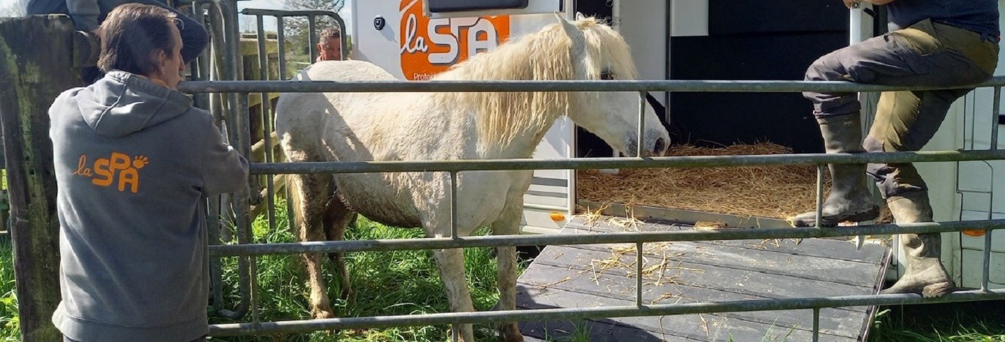 Trois chevaux du Marais du Grand Hazé © JM GAUDIN