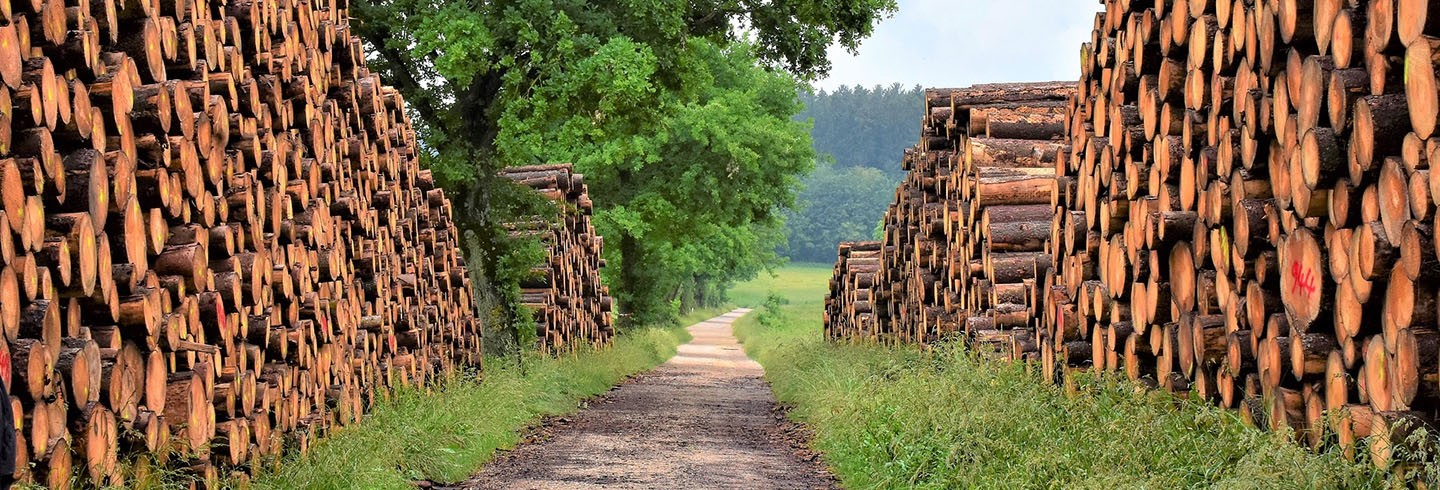 Semaine du Bois 2023 ©CD61