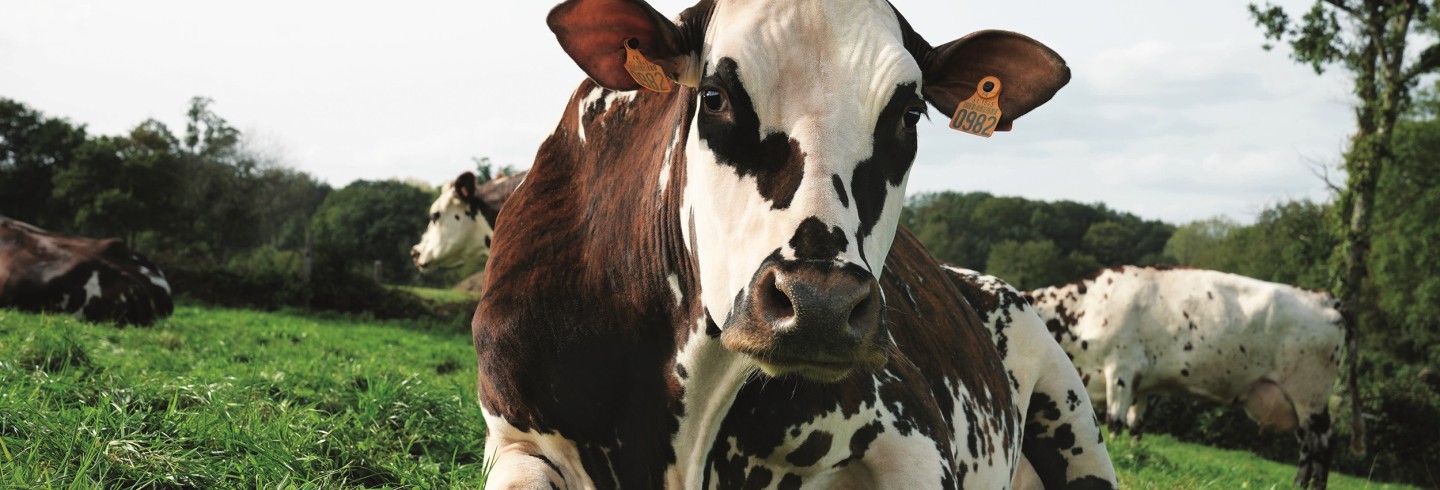 C’est Oreillette qui conduit la « Ferme Orne » au Salon international de l’agriculture. ©SIA24 - P. Parchet