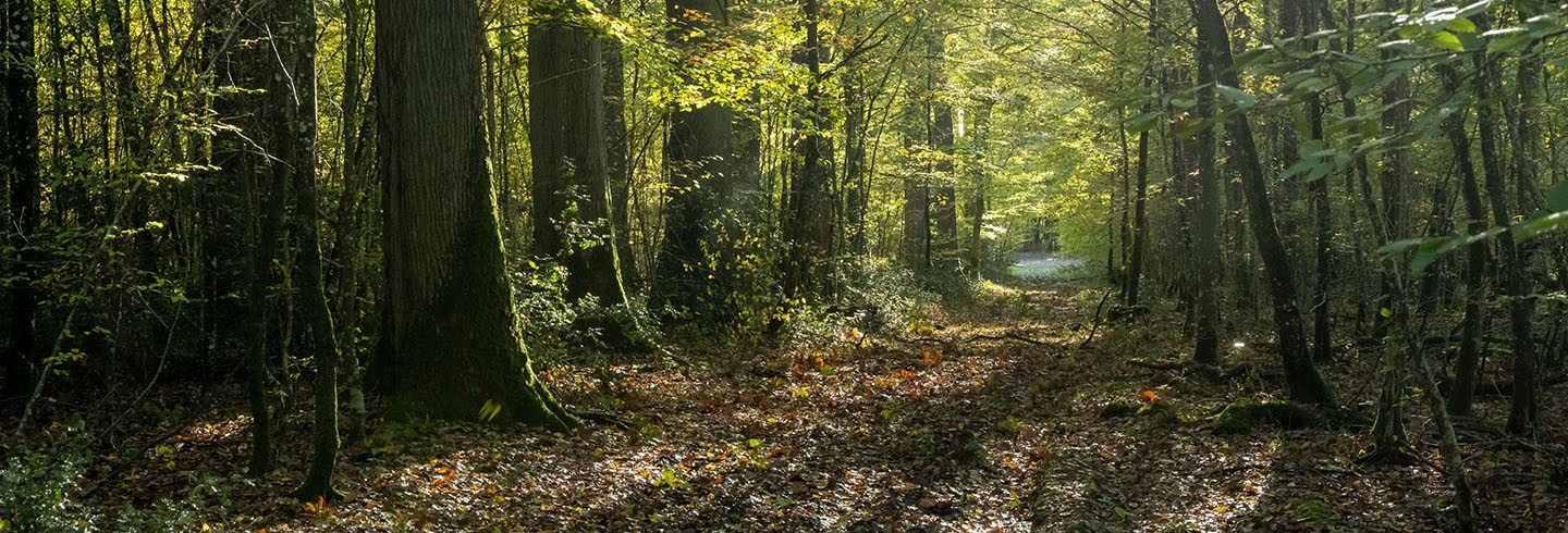 forêt de Bourse ©D.Commenchal-CD61