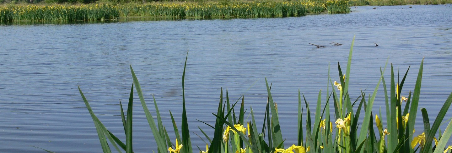 Marais du Grand Hazé ©CD61