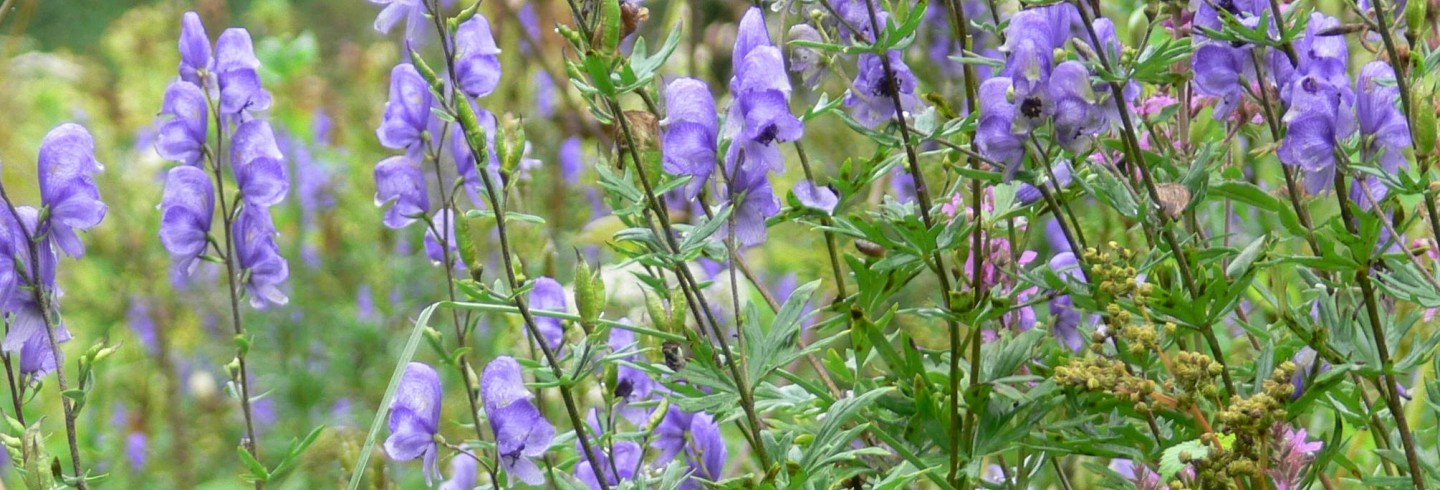 L’Orne, “paradis vert” à (re)découvrir : Sept sorties nature en mai