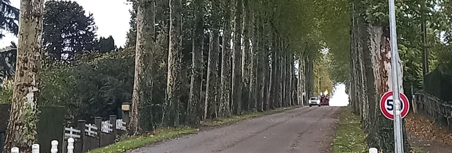 200 platanes à Mortagne et Bellême 2026 ©CD61