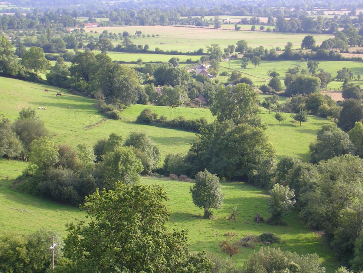 haies bocagères