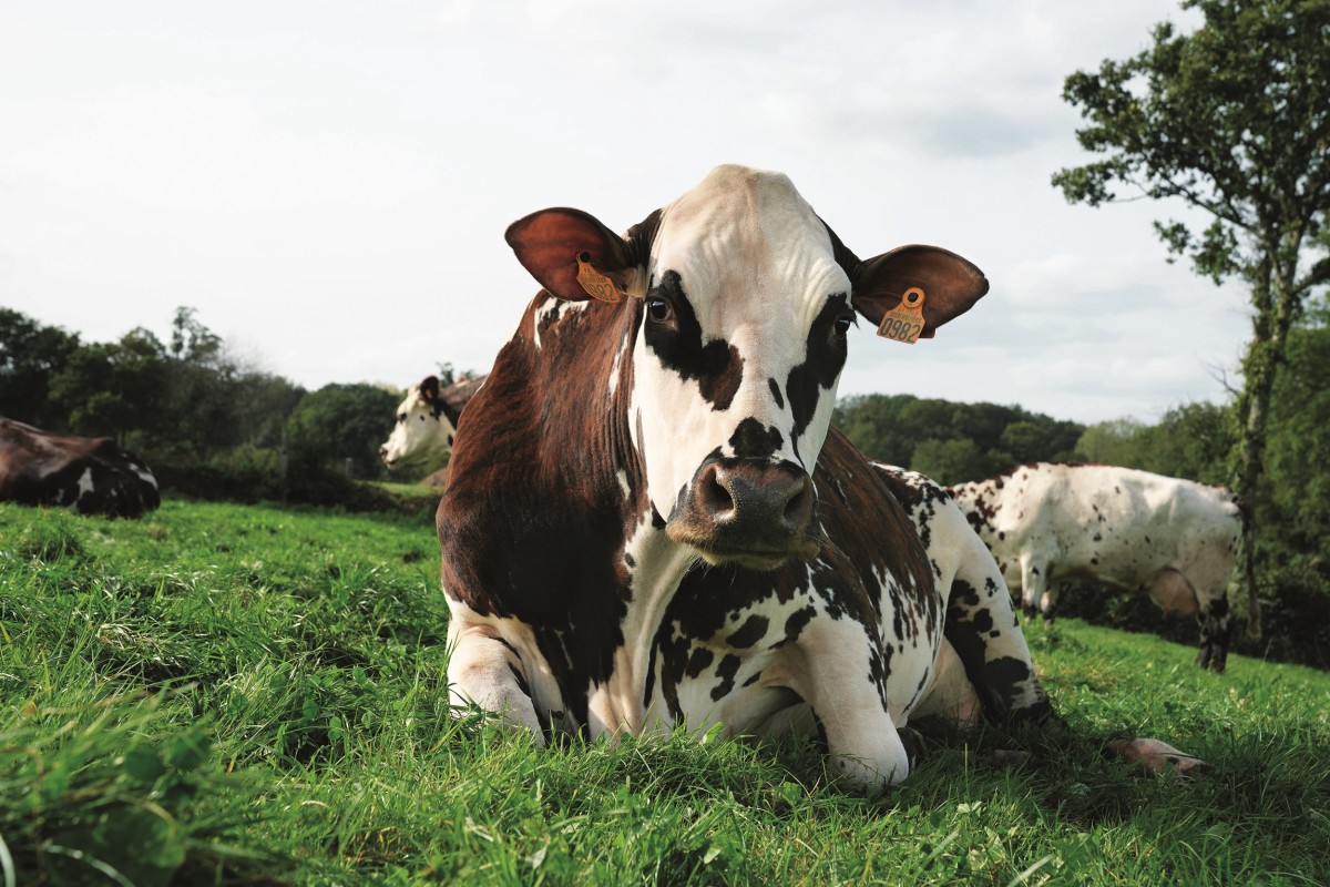 C’est Oreillette qui conduit la « Ferme Orne » au Salon international de l’agriculture. ©SIA24 - P. Parchet C’est Oreillette qui conduit la « Ferme Orne » au Salon international de l’agriculture. ©SIA24 - P. Parchet