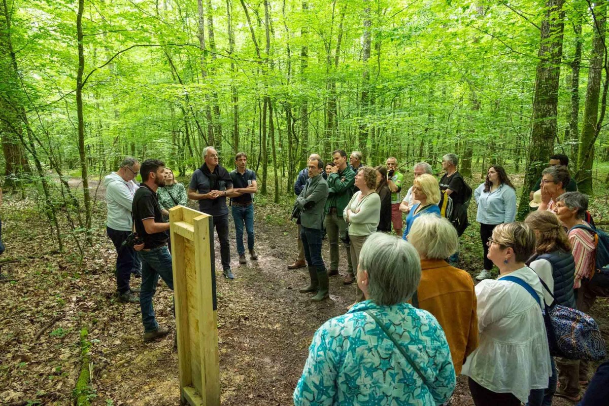 Sentier de la forêt de Bourse ©D.Commenchal-CD61 Sentier de la forêt de Bourse ©D.Commenchal-CD61