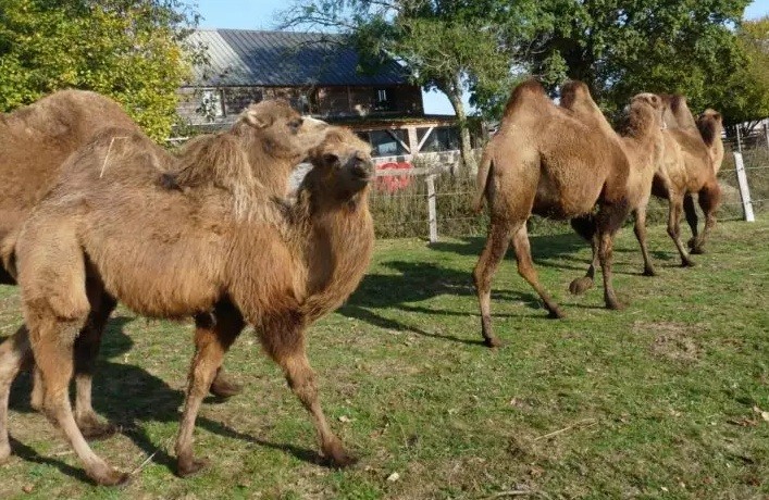 Parc animalier d’Écouves ©CD61