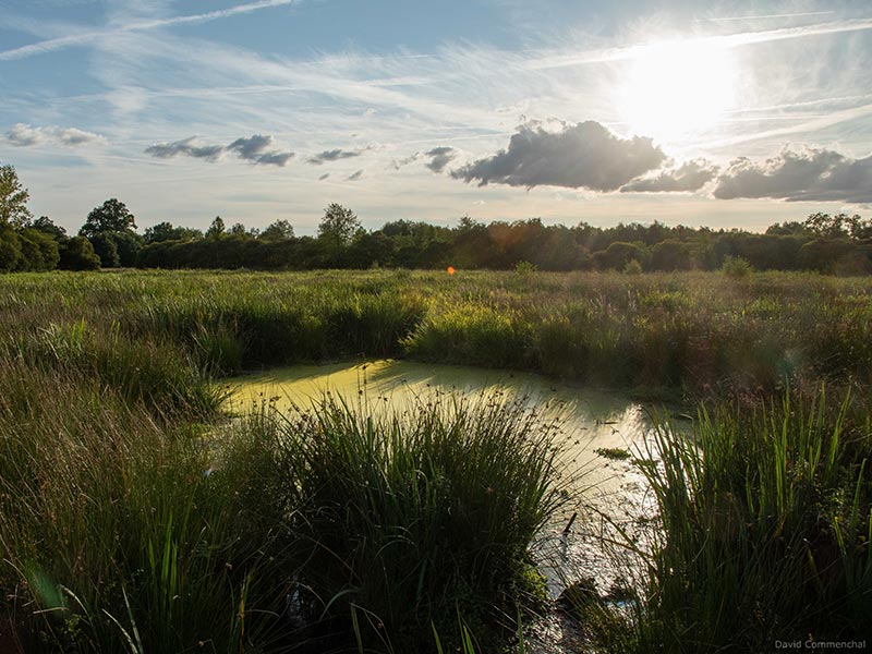 Marais du Grand Hazé | © D. Commenchal Marais du Grand Hazé | © D. Commenchal