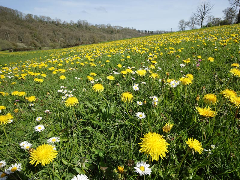 Les Méandres de l'Orne | © C Aubert Les Méandres de l'Orne | © C Aubert