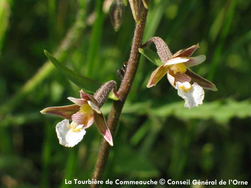 La Tourbière de la Commeauche | © Conseil Général de l'Orne La Tourbière de la Commeauche | © Conseil Général de l'Orne
