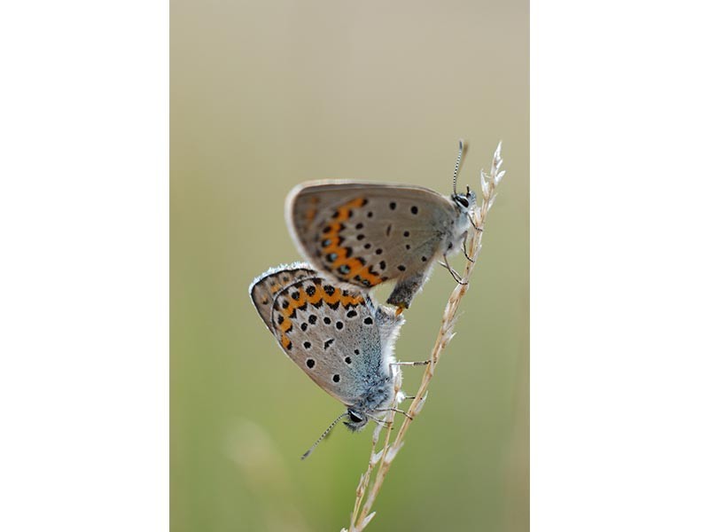 Les Landes du Tertre Bizet | Les Landes du Tertre Bizet © Jcrocis Les Landes du Tertre Bizet | Les Landes du Tertre Bizet © Jcrocis
