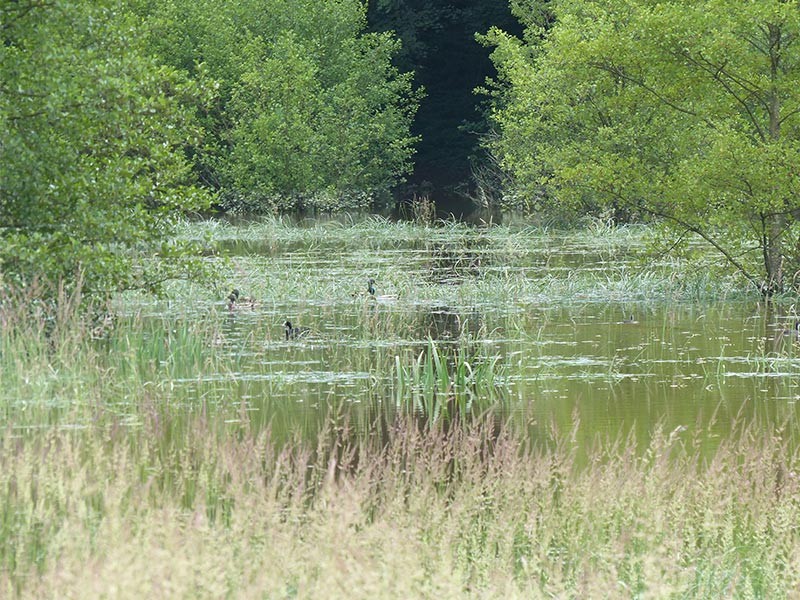 Etang du Perron | © CD 61 Etang du Perron | © CD 61