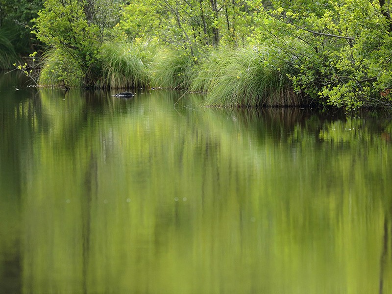 Etang de la lande forêt - Le Grais | © C Aubert Etang de la lande forêt - Le Grais | © C Aubert