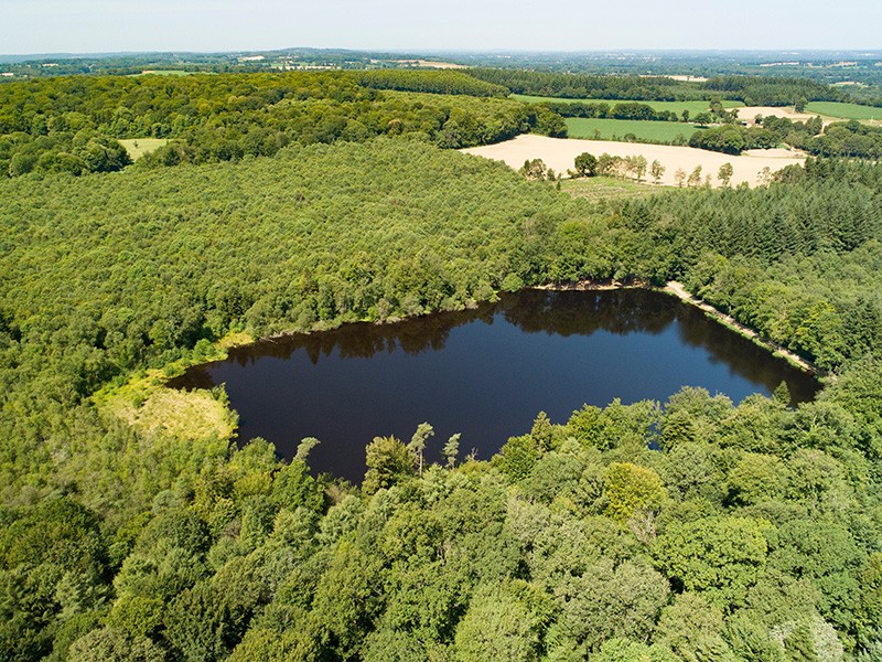 Etang de la lande forêt - Le Grais | © C Aubert Etang de la lande forêt - Le Grais | © C Aubert
