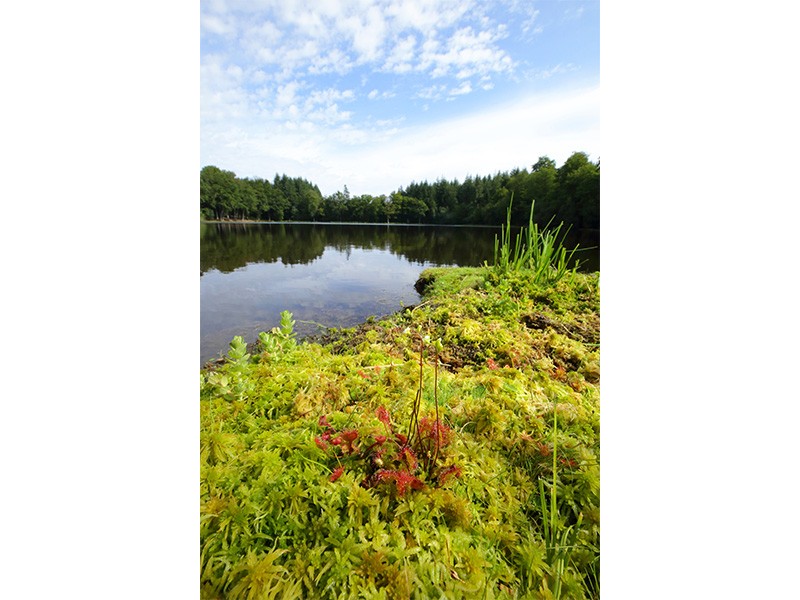 Etang de la lande forêt - Le Grais | © C Aubert Etang de la lande forêt - Le Grais | © C Aubert