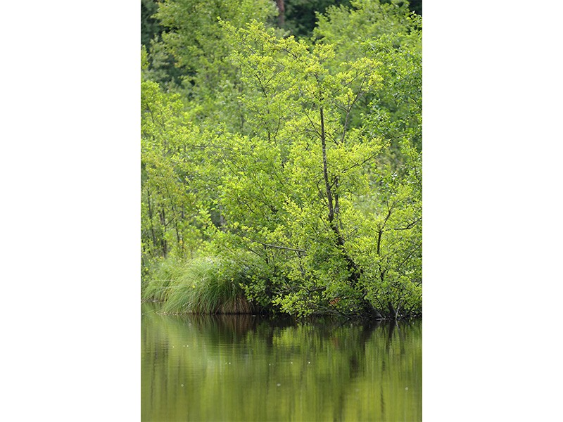 Etang de la lande forêt - Le Grais | © C Aubert Etang de la lande forêt - Le Grais | © C Aubert