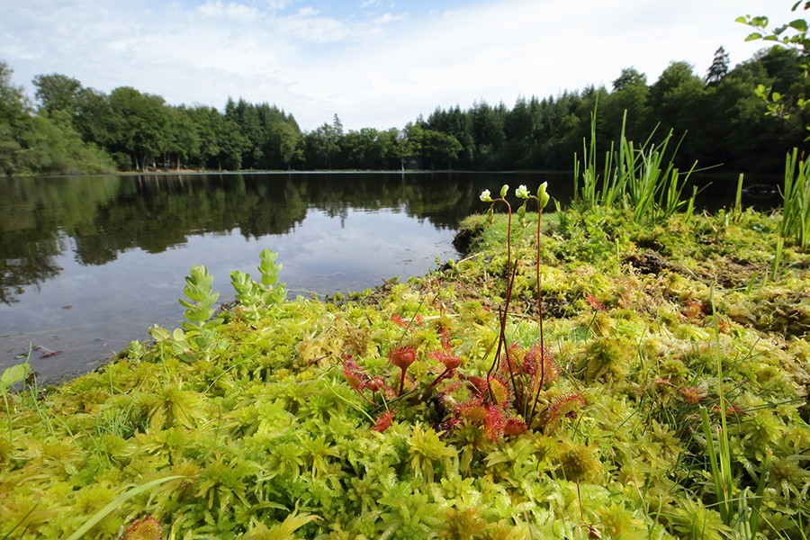 Etang de la lande forêt - Le Grais | © C Aubert Etang de la lande forêt - Le Grais | © C Aubert
