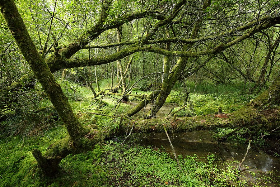 Etang de la lande forêt - Le Grais | © C Aubert Etang de la lande forêt - Le Grais | © C Aubert