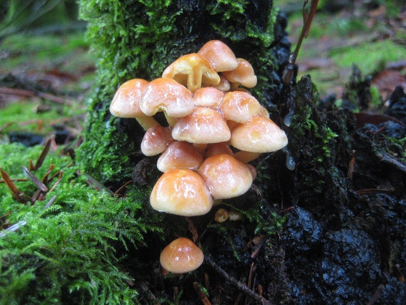 bagnoles-orne-cueillette-automne-champignons-manoir-foret-andaines-5 | Bagnoles de l'Orne Tourisme