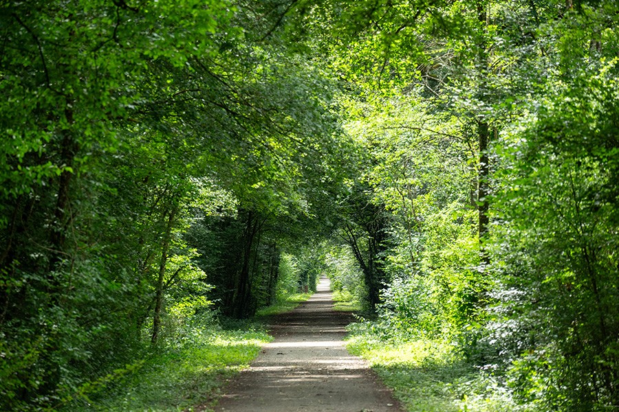 La Forêt de Bourse | D. Commenchal La Forêt de Bourse | D. Commenchal