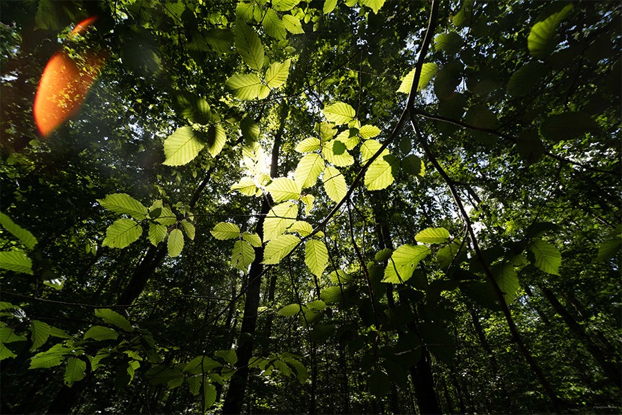 La Forêt de Bourse | D. Commenchal La Forêt de Bourse | D. Commenchal