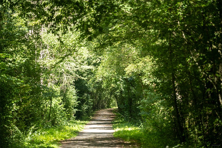 La Forêt de Bourse | D. Commenchal La Forêt de Bourse | D. Commenchal