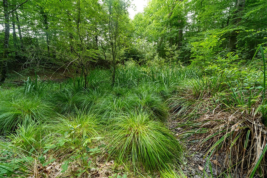 La Forêt de Bourse | D. Commenchal La Forêt de Bourse | D. Commenchal