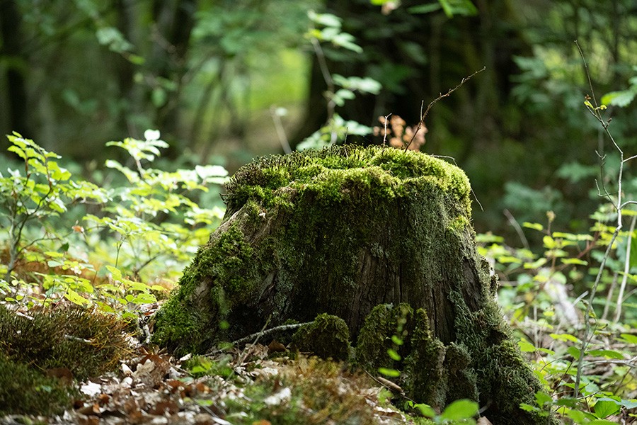 La Forêt de Bourse | D. Commenchal La Forêt de Bourse | D. Commenchal