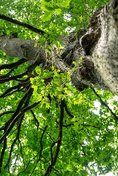 La Forêt de Bourse | D. Commenchal La Forêt de Bourse | D. Commenchal