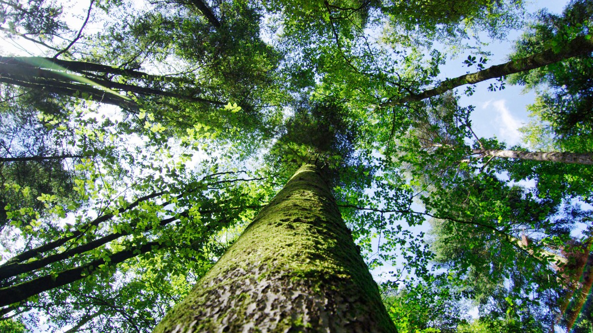bagnoles-orne-foret-andaines-arbre-nature-ciel | Be Bagnoles bagnoles-orne-foret-andaines-arbre-nature-ciel | Be Bagnoles