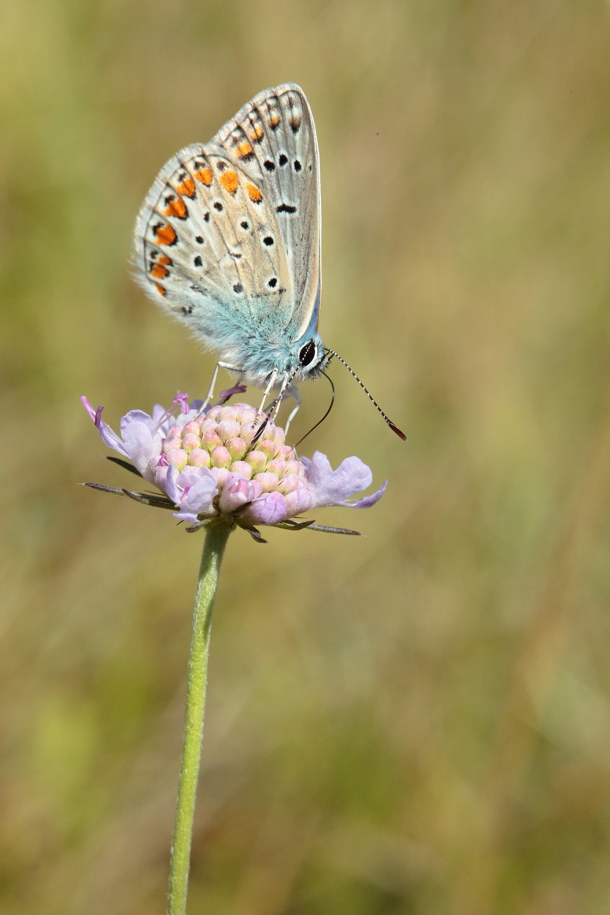 Argus bleu_Polyommatus icarus_Coteau_Bandonnière_07-2020_C.AUBERT (4) | C. AUBERT Argus bleu_Polyommatus icarus_Coteau_Bandonnière_07-2020_C.AUBERT (4) | C. AUBERT