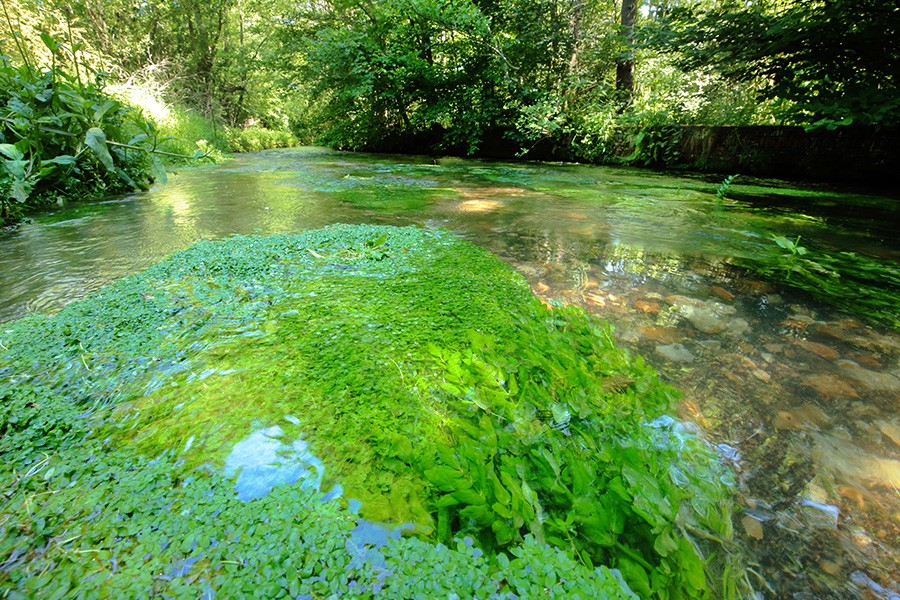 Résurgence Guiel La Ferté en Ouche | C. Aubert Résurgence Guiel La Ferté en Ouche | C. Aubert