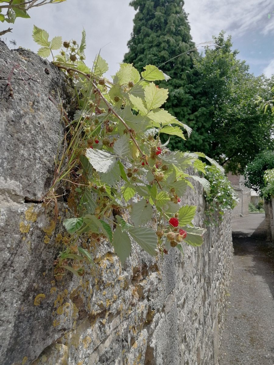 visite_nature_et_histoire_ecouche - 1 | nadegebretonnet_terresdargentan visite_nature_et_histoire_ecouche - 1 | nadegebretonnet_terresdargentan