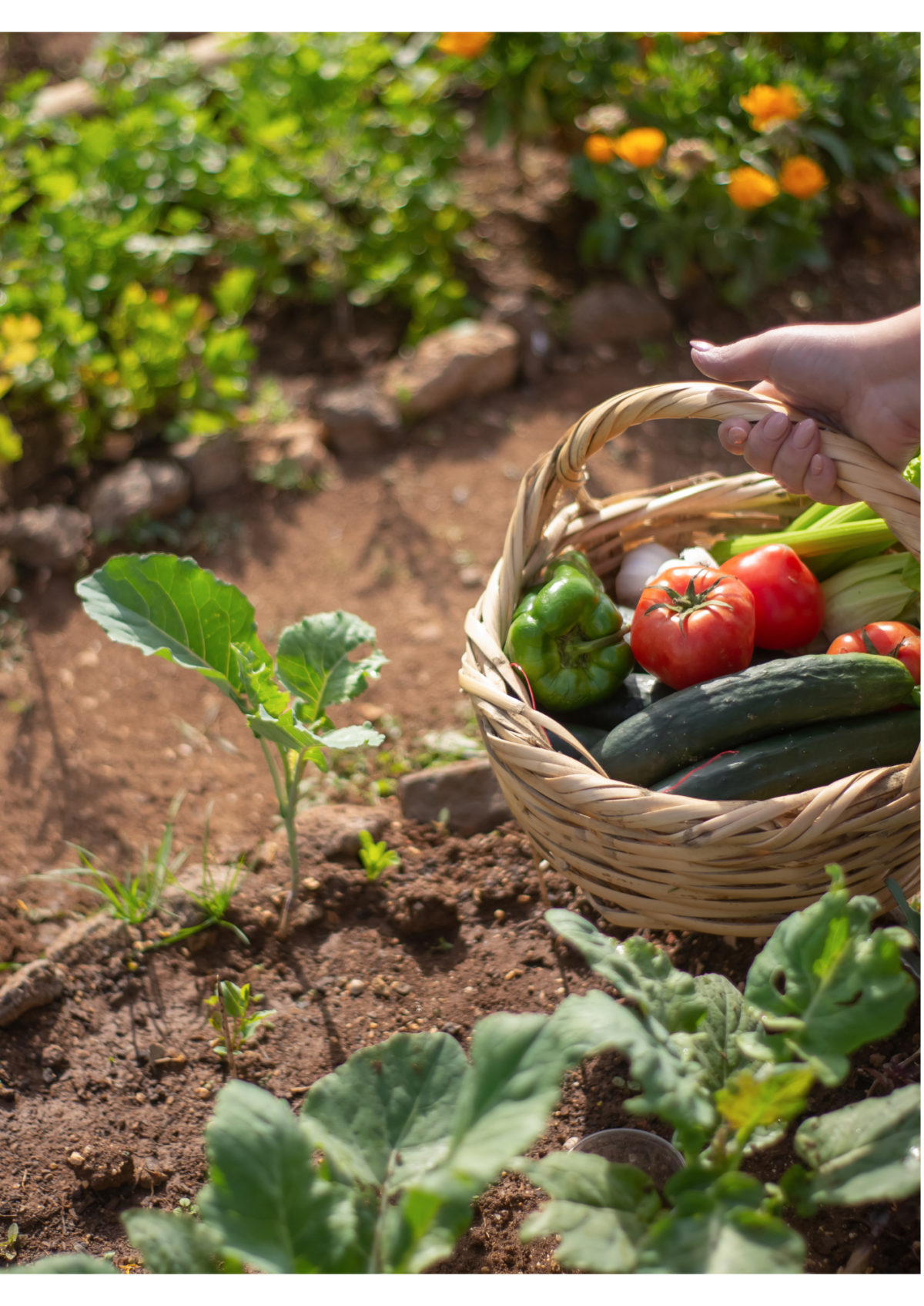 Marché x 800 mm) (264 x 373 mm) - 124 | Canva Marché x 800 mm) (264 x 373 mm) - 124 | Canva