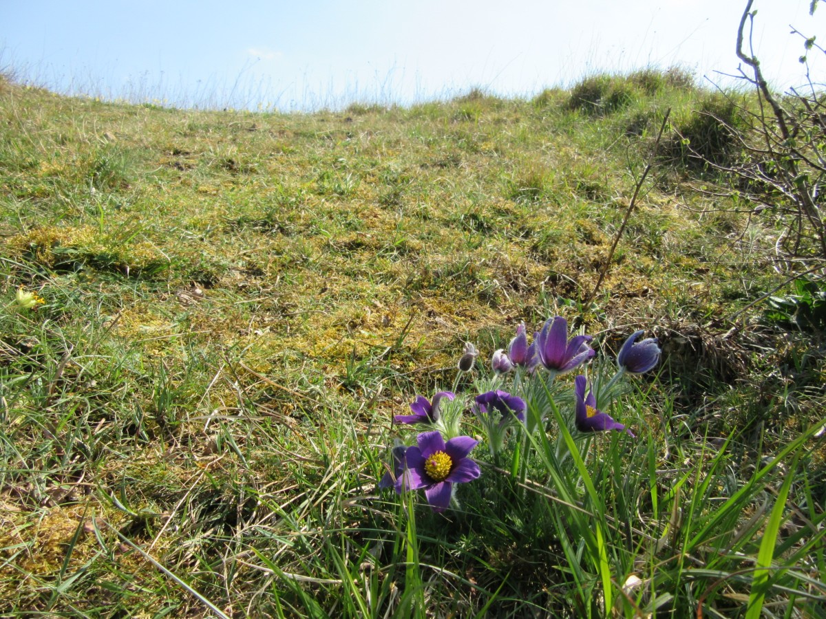 Butte des Rocs Anemone pulsatille | PNRP Butte des Rocs Anemone pulsatille | PNRP