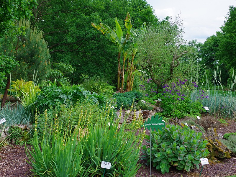 bois-du-puits-800 | ©Jardinbotaniqueleboisdupuits bois-du-puits-800 | ©Jardinbotaniqueleboisdupuits