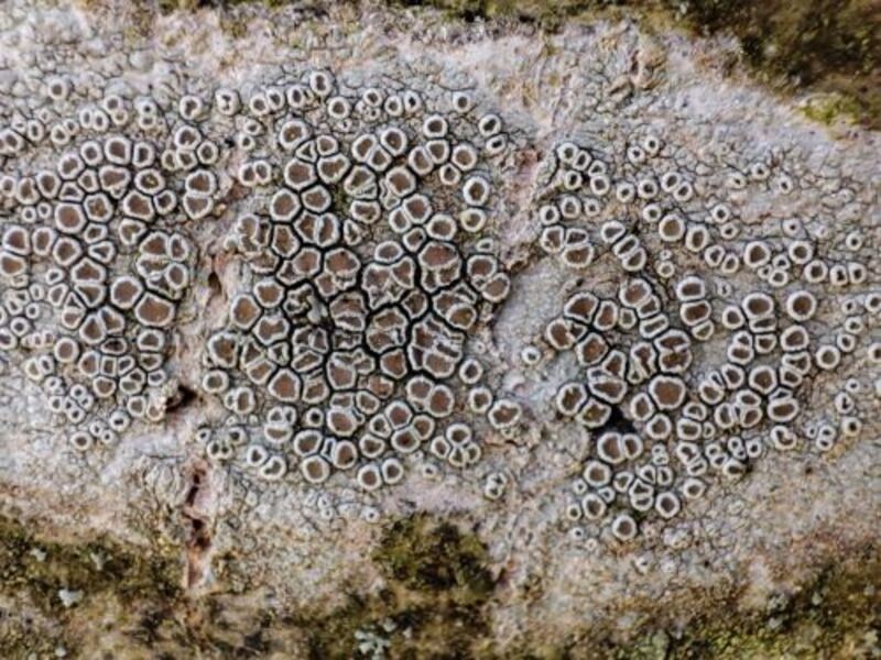 BIODIVERSITE-Lecanora 800 | CPIE Collines Normandes BIODIVERSITE-Lecanora 800 | CPIE Collines Normandes