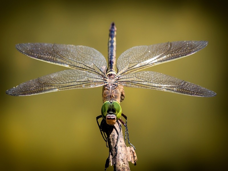 Libellule g | AdobeStock