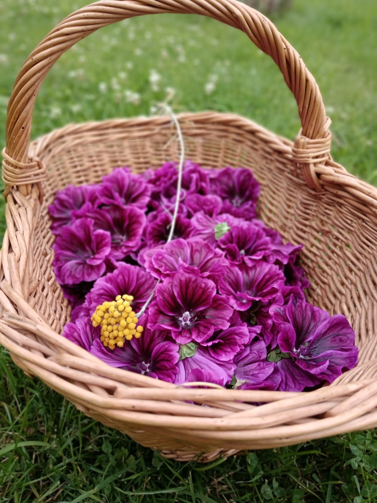 Cueillette mauve | AMARE_FLORA
