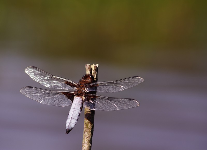 Libellula-depressa-Mdouady | pnrp Libellula-depressa-Mdouady | pnrp