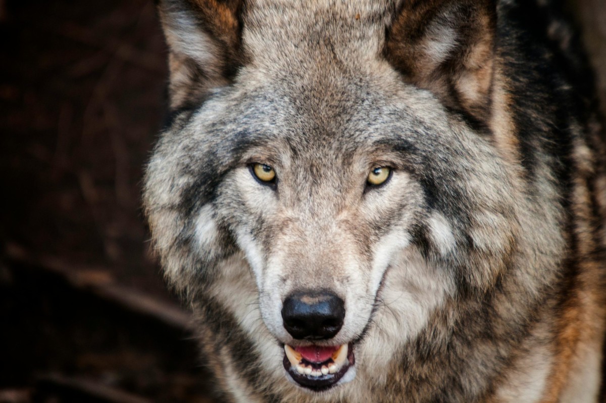 Loup | médiathèque de Briouze