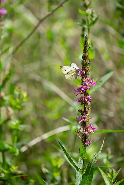 La Forêt de Bourse | D. Commenchal